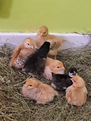 662515389_1530971269030626_1764216714462194642_n