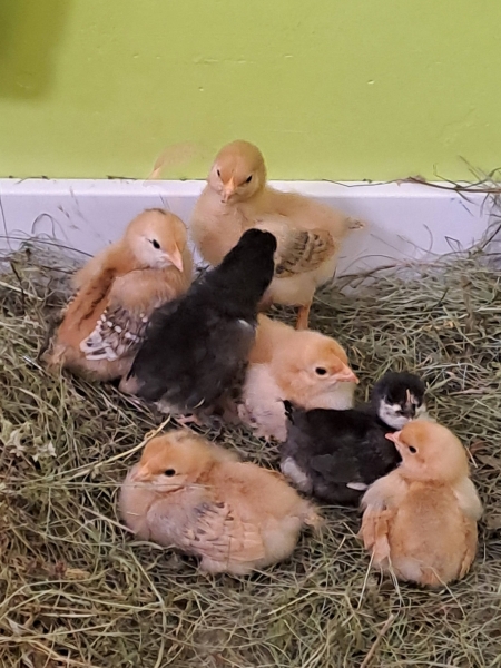 ''W przedszkolnym kurniku''